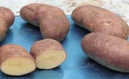Early table potato variety