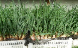The best varieties of onion seeds for greens and a growing algorithm