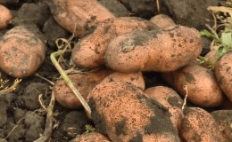 Unpretentious potato variety