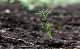 What to do if dill grows poorly and why such a problem could arise