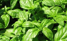 Basil variety
