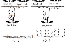 Why do you need pruning grapes in the fall and how to carry it out correctly
