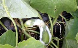 Why do cucumbers rot in a greenhouse and what to do to save your crop