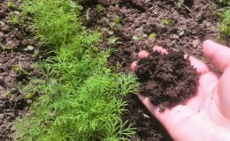 Dill grows poorly - how to feed for a good harvest and how to do it right