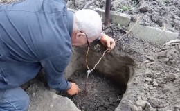 How grapes should be planted in autumn