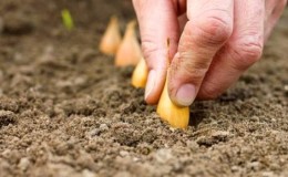 Rules for planting onions on a turnip before winter