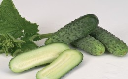 Hybrid cucumber