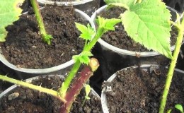 Instructions for breeding raspberries in summer by cuttings for beginner gardeners