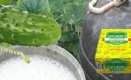 What is useful for feeding cucumbers with yeast and how to apply it correctly