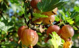 Varieties and features of growing gooseberries without thorns