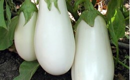 Pros and Cons of Bibo Eggplant & Growing Guide