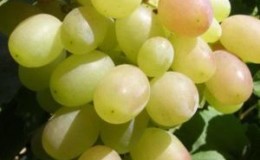 Kesha grape hybrid - description and characteristics