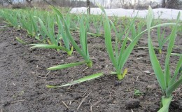 How to be and what to do if winter onions have sprung up in the fall