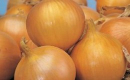 Description of the Senshui onion variety, planting and care features