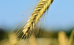 Features of the technology of cultivation of barley