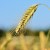 Features of the technology of cultivation of barley