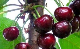 Is it possible to plant cherries in July and how to do it correctly: instructions and advice from experienced gardeners
