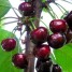 Is it possible to plant cherries in July and how to do it correctly: instructions and advice from experienced gardeners