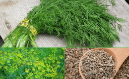 How to use dill seeds for pancreatitis and how they are useful