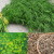 How to use dill seeds for pancreatitis and how they are useful