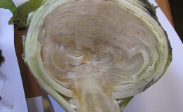 What to do with frozen cabbage and can it be salted