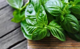 Is basil possible during pregnancy