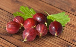 Frost-resistant late-ripening Spinefree gooseberry