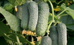 Review of the Mamluk cucumber variety for salads and tasty preparations for the winter
