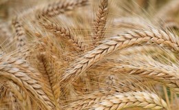 What is the yield of barley from 1 hectare of land and what does it depend on