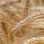 What is the yield of barley from 1 hectare of land and what does it depend on