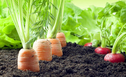We plant carrots correctly and on time