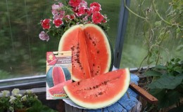 A variety suitable for growing even in the northern regions of the country - watermelon