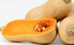 Dutch early ripe pumpkin hybrid