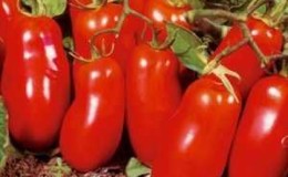 Harvestable and easy-to-grow tomato