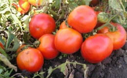Hybrid tomato for canning and salads: Anastasia tomato