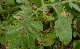 How to deal with late blight on tomatoes: the best methods and practical advice