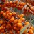 Variety of species and varieties of sea buckthorn