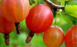 Sweet and juicy gooseberry variety Yubilyar