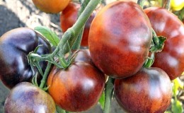 Hybrid tomato 