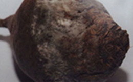 The most common beet diseases: a description of the symptoms and effective treatment