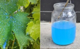 How to properly process grapes with copper sulfate in the spring and why is it needed