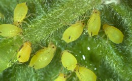 How to deal with aphids on cucumbers in a greenhouse: effective methods and preventive measures