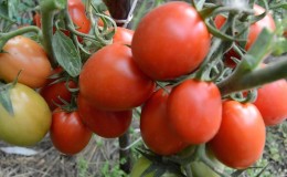 Gift from Siberian breeders - tomato