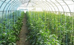 When and how to plant pepper in a greenhouse correctly: step by step instructions for novice gardeners