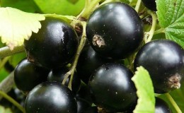 The sweetest varieties of large-fruited black currant