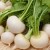 Proven ways to properly store turnips for the winter