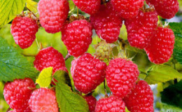 What are the most productive varieties of raspberries