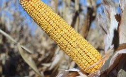 Characteristics and description of a hybrid of corn seeds Krasnodar 291 AMV