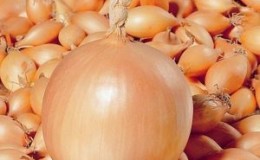 An early ripe onion variety