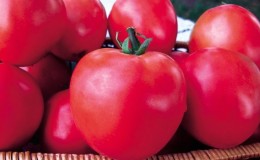 A series of tomatoes